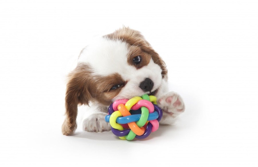 Dog MultiPet | Multipet Nobbly Wobbly 4Inch Dog Toy