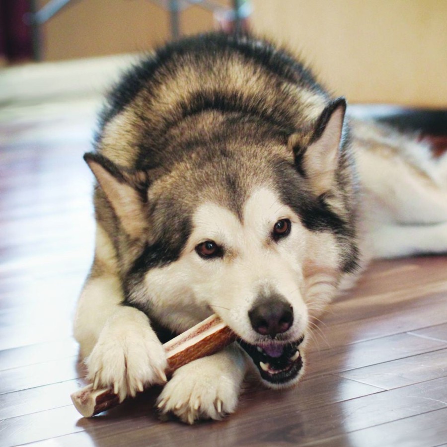 Dog KONG | Kong Wild All-Natural Split Elk Antler For Dogs