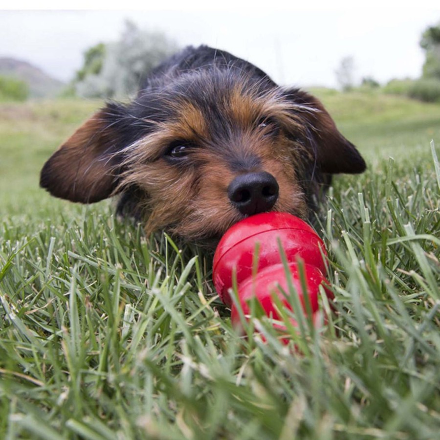 Dog KONG | Kong Peanut Butter Easy Treat For Dogs