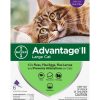 Cat Advantage II | Elanco Advantage Ii Large Cat