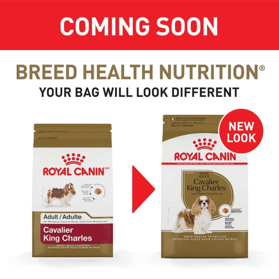 Dog Royal Canin | Royal Canin Adult Cavalier King Charles Spaniel Dry Dog Food