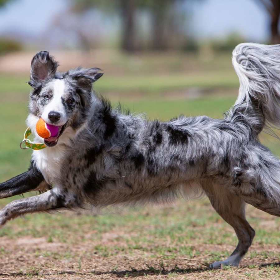 Dog KONG | Kong Airdog Squeakair Birthday Balls Dog Toy