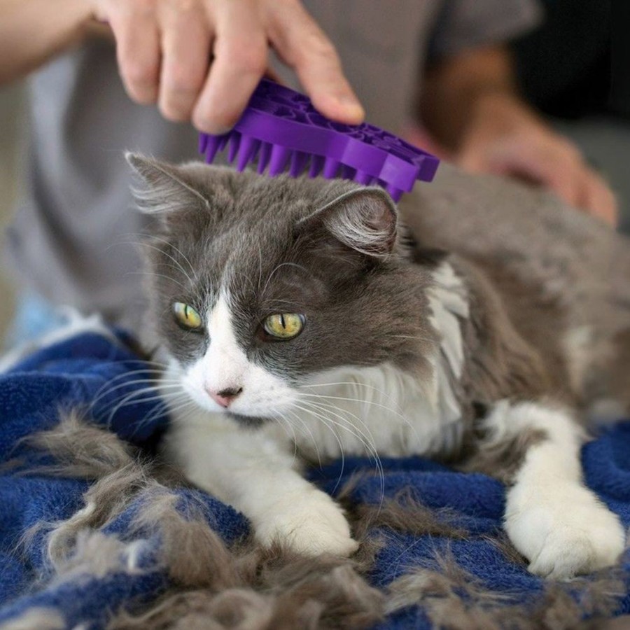 Cat KONG | Kong Cat Zoom Groom