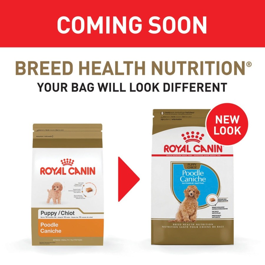 Dog Royal Canin | Royal Canin Breed Health Nutrition Poodle Puppy Dry Dog Food