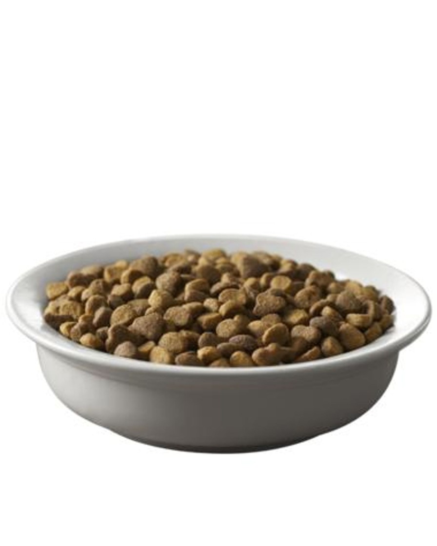 Cat Purina Pro Plan Dry Food | Purina Pro Plan Savor Salmon & Rice Formula Adult Dry Cat Food