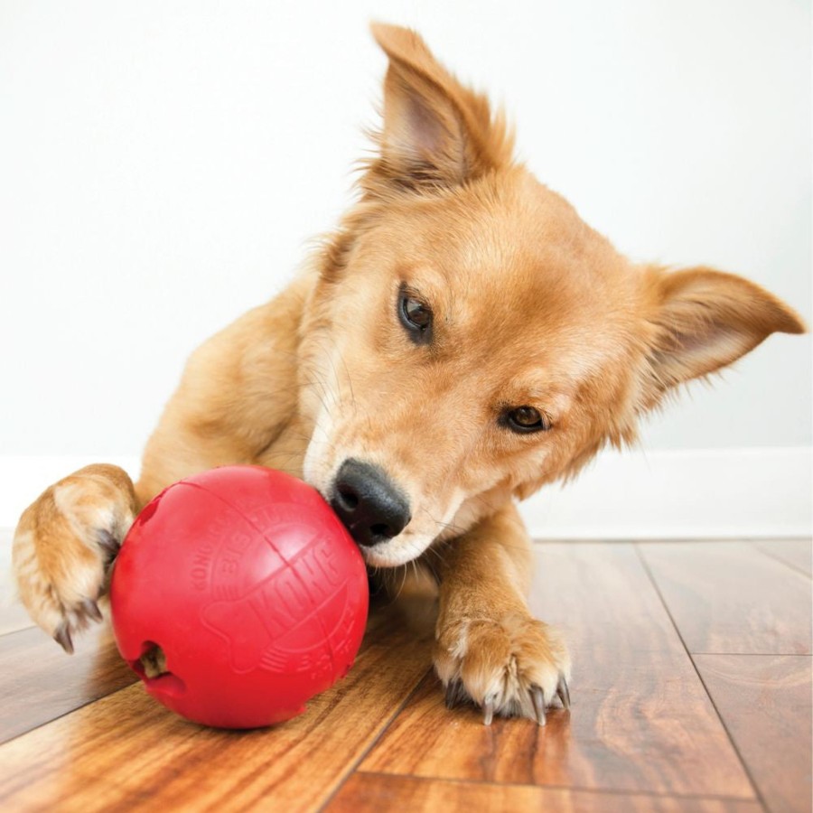 Dog KONG | Kong Biscuit Ball Dog Toy