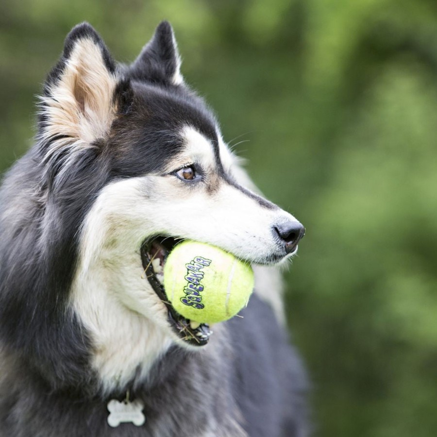 Dog KONG | Kong Airdog Squeakair Ball Dog Toy