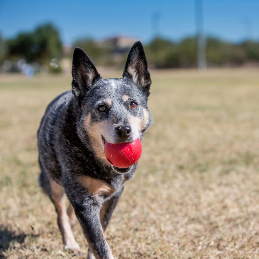 Dog KONG | Kong Ball Dog Toy