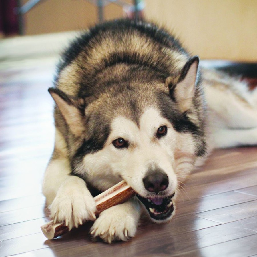 Dog KONG | Kong Wild All-Natural Whole Elk Antler For Dogs