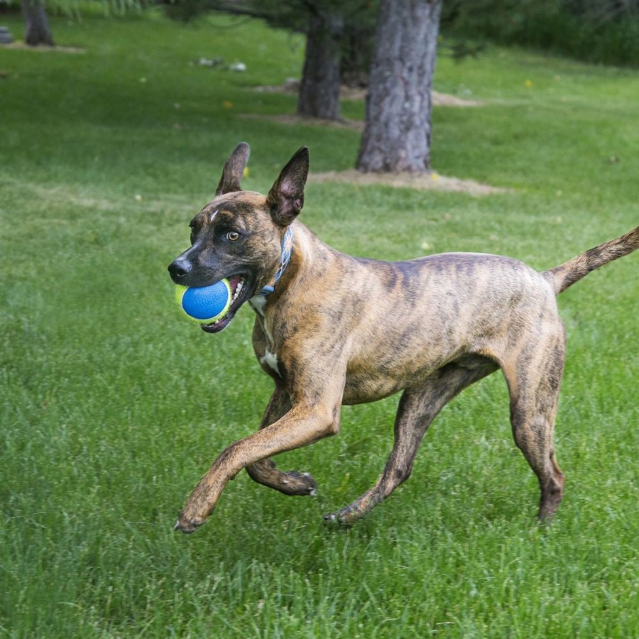 Dog KONG | Kong Ultra Squeakair Ball Dog Toy